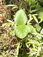 Vincetoxicum hirsutum