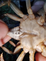 Longpotamon liuyangense