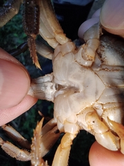 Longpotamon liuyangense