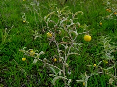 Solanum elaeagnifolium