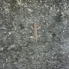 Gekko gecko