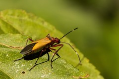 Dysdercus ruficollis