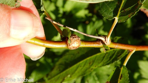 Rabdophaga Globosa · Inaturalist