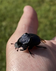 Phanaeus flohri