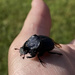 Phanaeus flohri - Photo (c) Ernesto, some rights reserved (CC BY-NC), uploaded by Ernesto