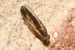 Peplomyza