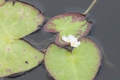 Nymphoides aquatica