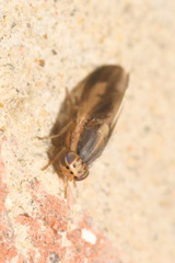 Peplomyza