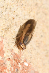 Peplomyza