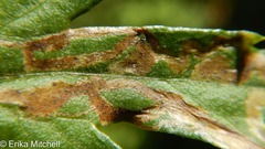 Liriomyza ptarmicae