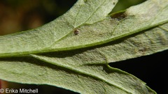 Liriomyza ptarmicae