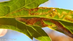 Liriomyza ptarmicae