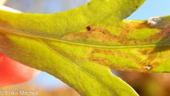 Liriomyza ptarmicae