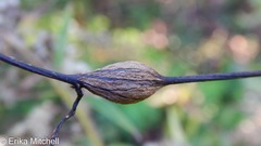 Neolasioptera clematidis