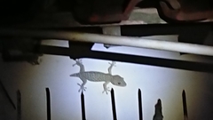 Gekko gecko