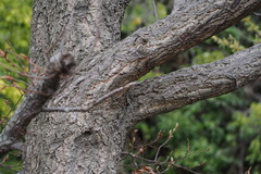 Quercus variabilis