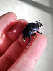 Phanaeus flohri