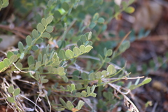 Astragalus megacarpus