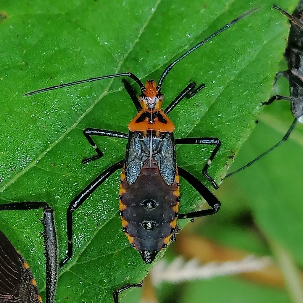 Phthiacnemia picta