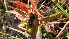 Rhopalomyia capitata