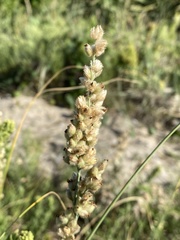 Panicum racemosum