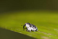 Peridinetus irroratus