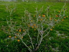 Solanum elaeagnifolium