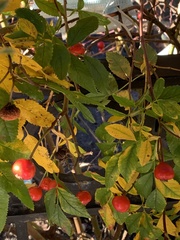 Magnoliopsida