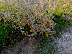 Solanum elaeagnifolium
