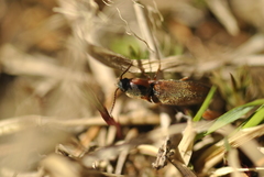 Agriotes collaris