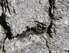 Dicranopalpus martini