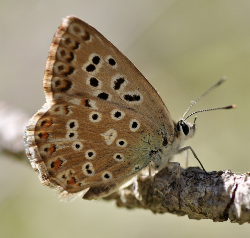 Azure Chalkhill Blue