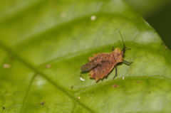 Phyllotingis