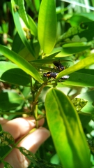 Adurgoa gonagra