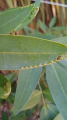 Adurgoa gonagra