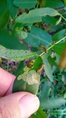 Adurgoa gonagra