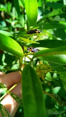 Adurgoa gonagra