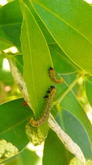 Adurgoa gonagra