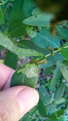 Adurgoa gonagra