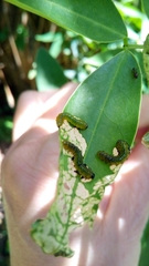 Adurgoa gonagra