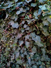 Hedera helix
