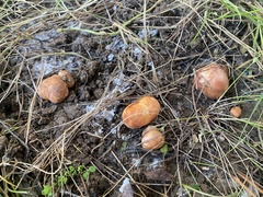Zelleromyces cinnabarinus