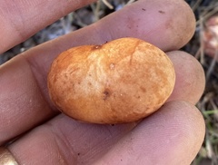 Zelleromyces cinnabarinus