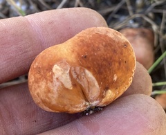 Zelleromyces cinnabarinus