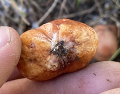 Zelleromyces cinnabarinus