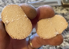 Zelleromyces cinnabarinus