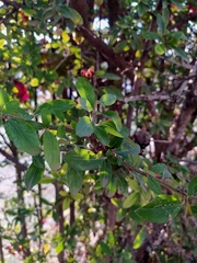 Punica granatum