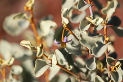 Solanum orbiculatum orbiculatum