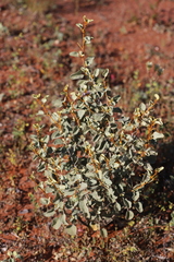 Solanum orbiculatum orbiculatum