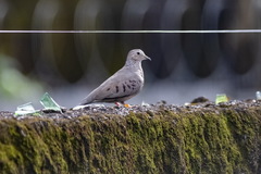 Columbina passerina